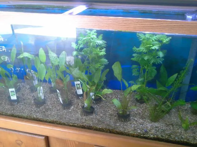 Foothill Aquatic & Pets Picture 9