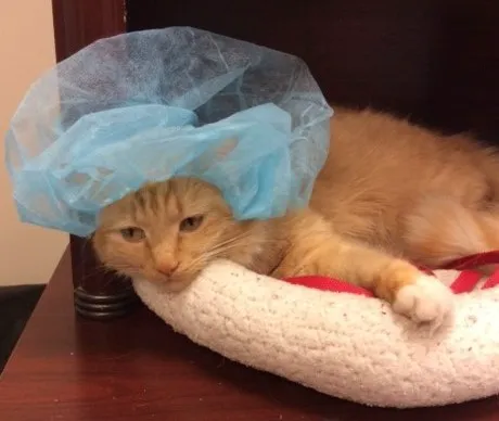 East Valley Animal Hospital Picture 2