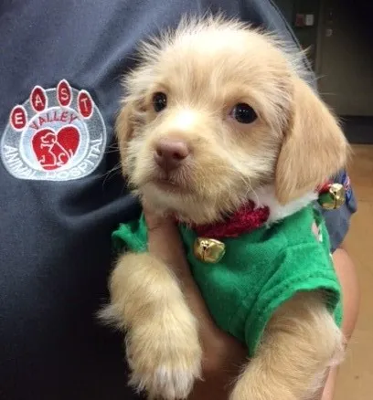 East Valley Animal Hospital Picture 4