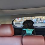East Valley Animal Hospital