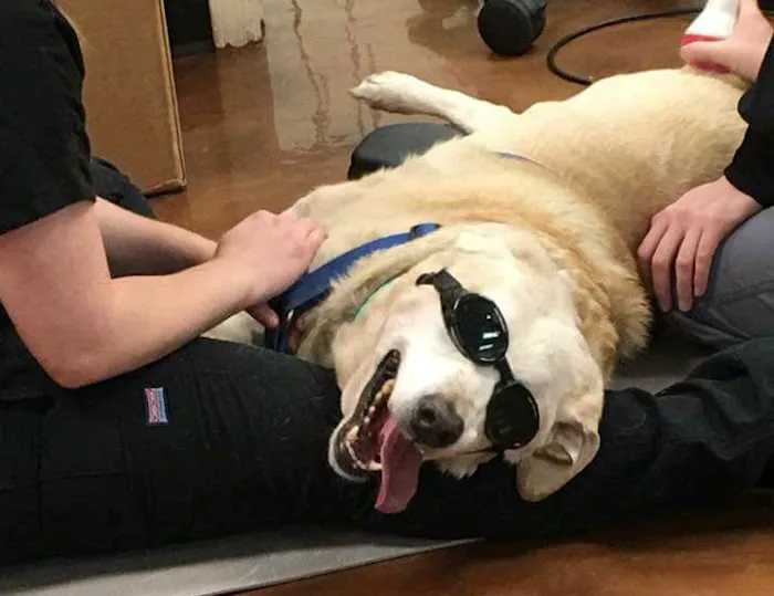 East Valley Animal Hospital Picture 6