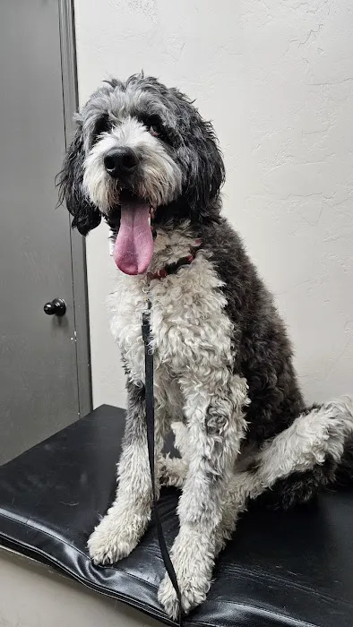East Valley Animal Hospital Picture 5