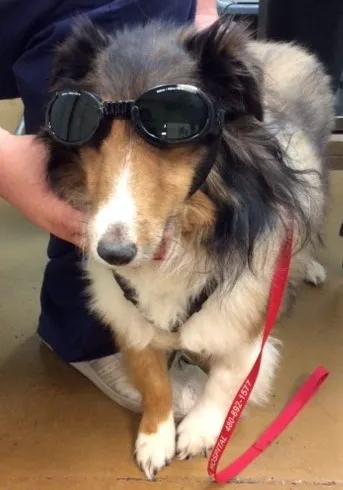 East Valley Animal Hospital Picture 10