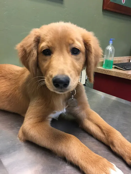 East Valley Animal Hospital Picture 8