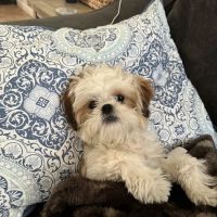 Arizona Veterinary Emergency & Critical Care Center (AVECCC) ico