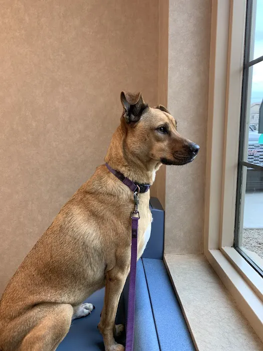 Arizona Veterinary Emergency & Critical Care Center (AVECCC) Picture 7