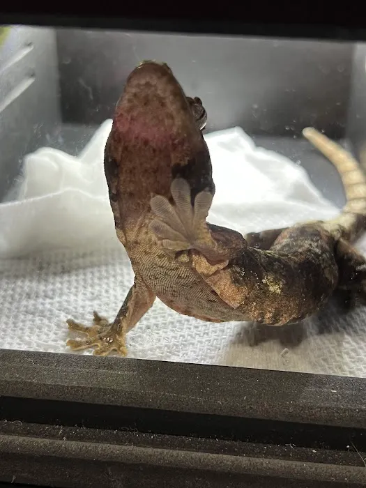 Reptile Super Show | LA Pet Fair Picture 1