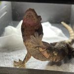 Reptile Super Show | LA Pet Fair