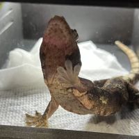 Reptile Super Show | LA Pet Fair ico