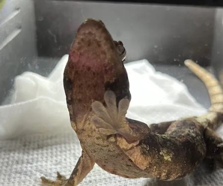 Reptile Super Show | LA Pet Fair