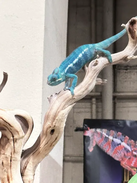Reptile Super Show | LA Pet Fair Picture 7