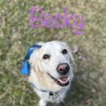 PetCure Oncology at Arizona Veterinary Oncology