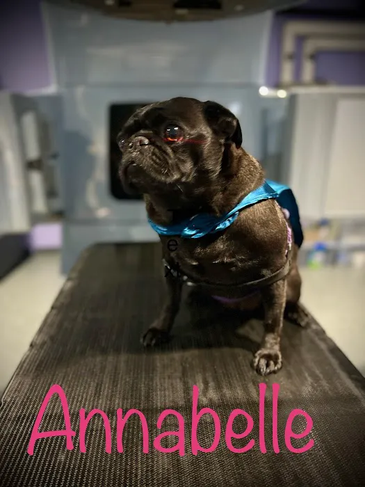 PetCure Oncology at Arizona Veterinary Oncology Picture 4