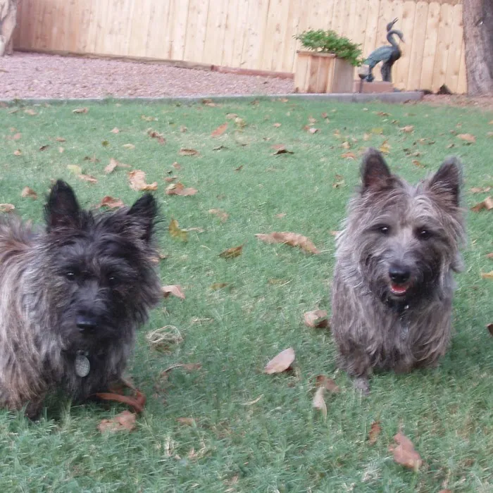 PetCure Oncology at Arizona Veterinary Oncology Picture 3