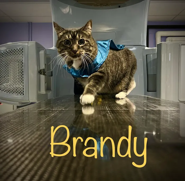 PetCure Oncology at Arizona Veterinary Oncology Picture 7