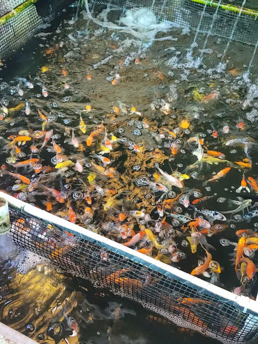 Fish City Koi & Tropical Fish Picture 3