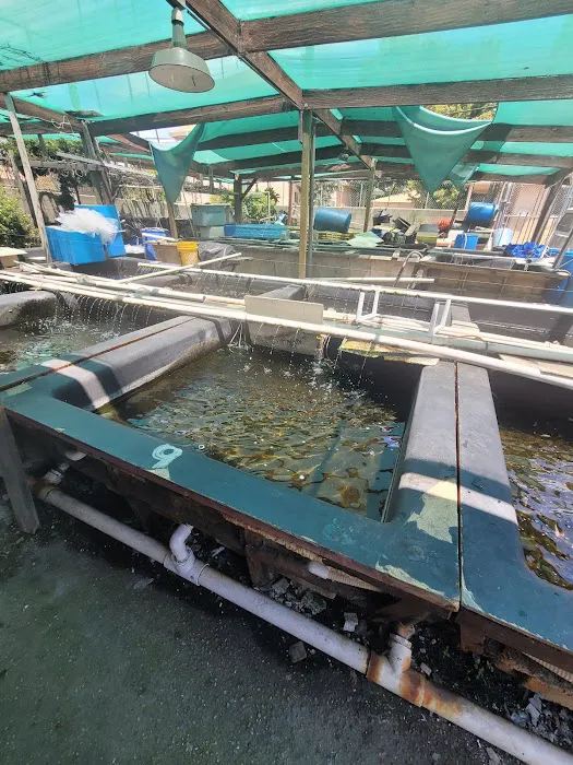 Fish City Koi & Tropical Fish Picture 2