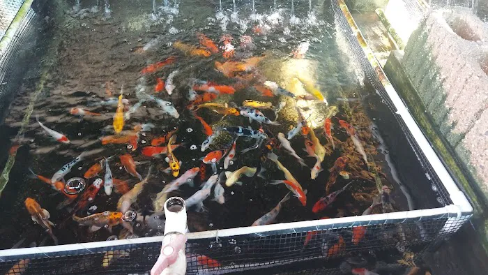 Fish City Koi & Tropical Fish Picture 8