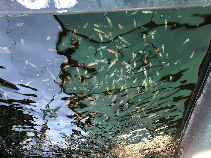 Fish City Koi & Tropical Fish Picture 9