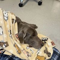 West Valley Animal Hospital ico