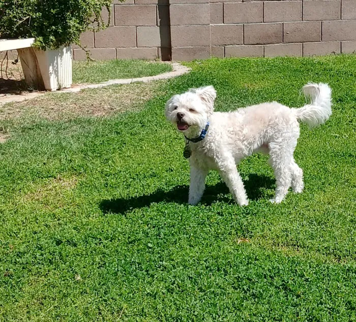 West Valley Animal Hospital Picture 3