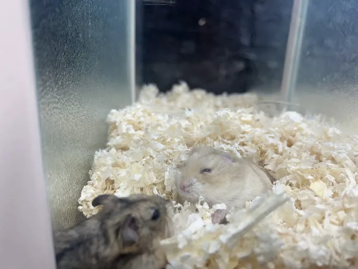 PET ZONE Picture 1