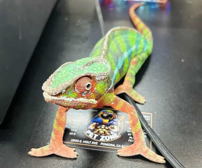 PET ZONE Picture 9