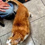 Lovet Pet Health Care - Fletcher Heights