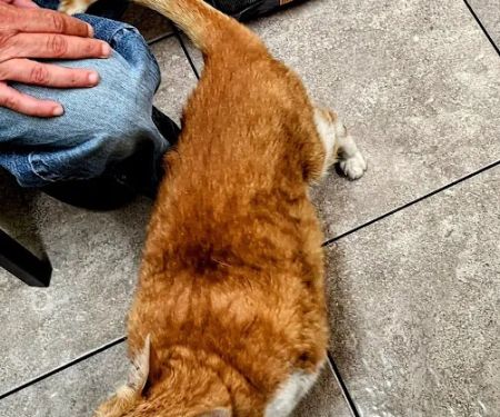 Lovet Pet Health Care - Fletcher Heights