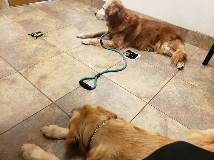 Lovet Pet Health Care - Fletcher Heights Picture 5