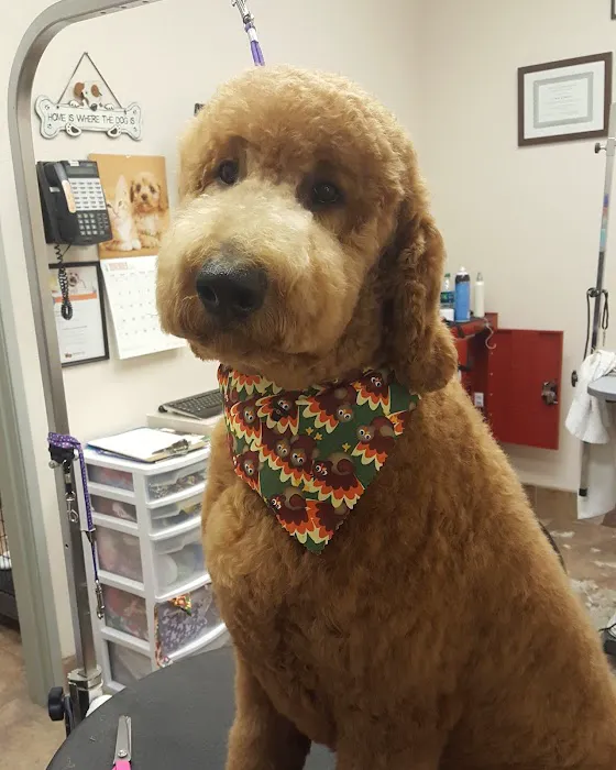 Lovet Pet Health Care - Fletcher Heights Picture 9