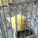 Feathered Friends & Critters