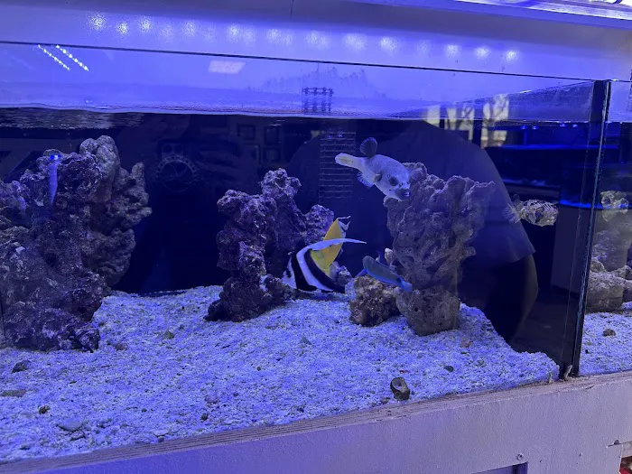 Reef Lounge USA Picture 1