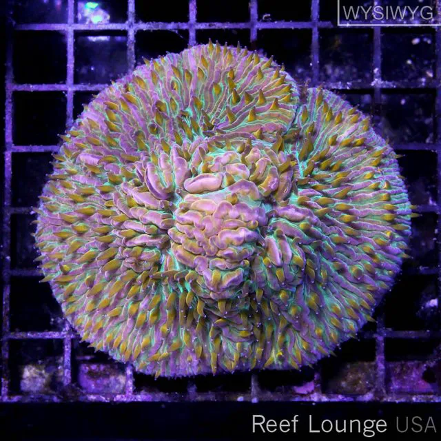 Reef Lounge USA Picture 7