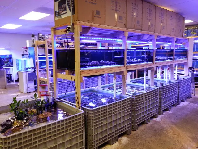 Reef Lounge USA Picture 8