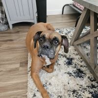 Lovet Pet Health Care - Arrowhead Ranch ico