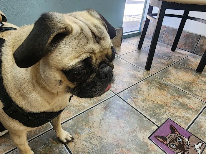 Lovet Pet Health Care - Arrowhead Ranch Picture 5