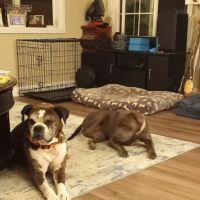 Petco ico