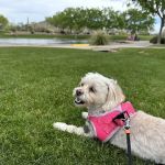 Banfield Pet Hospital