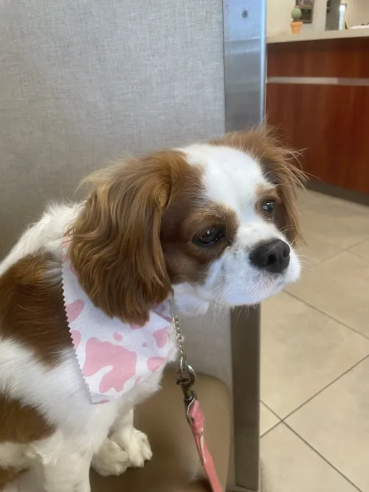 Banfield Pet Hospital Picture 4