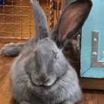 Arizona Exotic Animal Hospital (Phoenix)