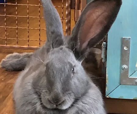 Arizona Exotic Animal Hospital (Phoenix)