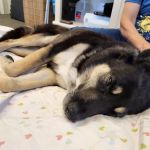 Veterinary Acupuncture and Alternative Medicine in Phoenix