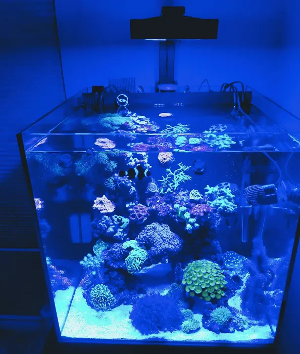 The Aquarium Connection Picture 4