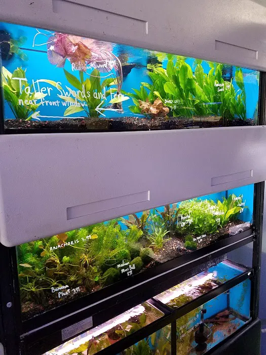 The Aquarium Connection Picture 8