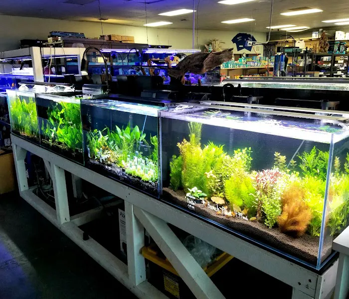 The Aquarium Connection Picture 7