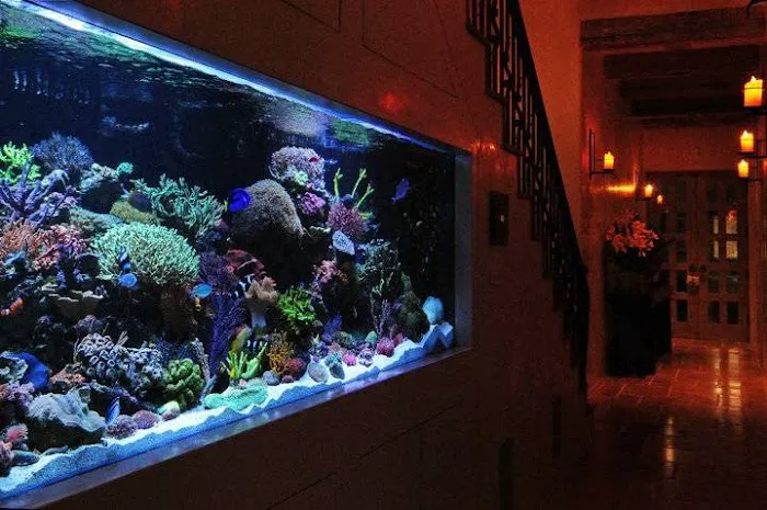The Aquarium Connection Picture 10