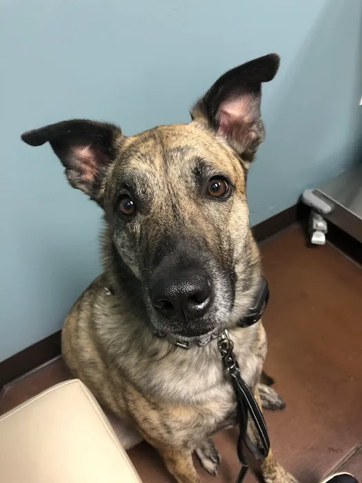VetMED Emergency & Specialty Veterinary Hospital Picture 6