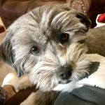 VetMED Emergency & Specialty Veterinary Hospital