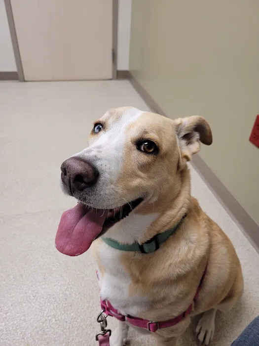 VetMED Emergency & Specialty Veterinary Hospital Picture 3
